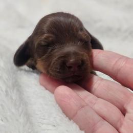 Cooper - Red male Dachshund puppy in Anaconda, Montana from Montana Country Dachshunds