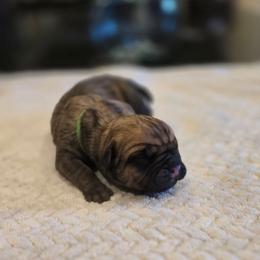 Green Collar - Fawn male Cane Corso puppy in Granbury, Texas from La Muerte Corso Kennel