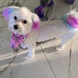 Maltese puppies from Lady and the Prince Kennels