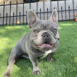 Stitch - French Bulldog