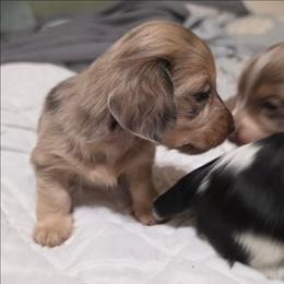 Boon - Dapple female Dachshund puppy in Mobile, Alabama from Ruff Patch Doxie Den