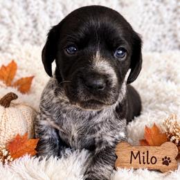 Milo - Piebald male Dachshund puppy in Mesa, Arizona from Dach Army LLC