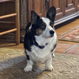 Cardigan Welsh Corgi Puppies from Fairy Tail Cardigan Welsh Corgi's