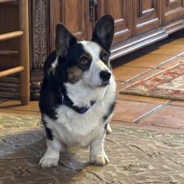 Cardigan Welsh Corgi Puppies from Fairy Tail Cardigan Welsh Corgi's