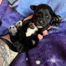 Batman - Black and white male Xoloitzcuintli puppy in Manitowoc, Wisconsin from Wonderland Kennel