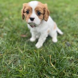 Elsa - Pink collar - Blenheim female Cavalier King Charles Spaniel puppy in Wilton, California from Becky's Cavalier King Charles Spaniels