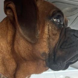 Boxers from Diamond Standard Boxers