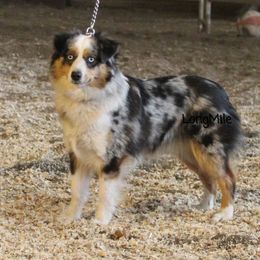 Australian Shepherd, Miniature Australian Shepherd, and Toy Australian Shepherd Puppies from LongMile Aussies