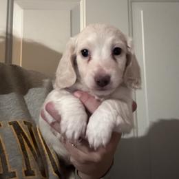 Wrangler - Cream male Dachshund puppy in Cheyenne, Wyoming from Great Basin Hounds