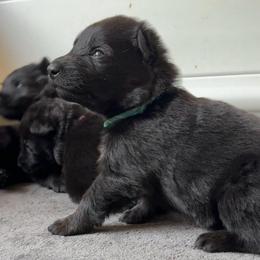 Lily - Bi-color female German Shepherd puppy in Salem, Virginia from Vom Kylohaus German Shepherds