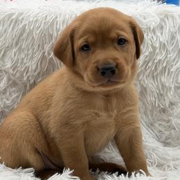Royal Blue - Yellow male Labrador Retriever puppy in Heath Springs, South Carolina from Rich Hill Retrievers