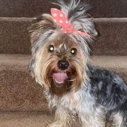 Yorkshire Terriers from Yummy Yorkies
