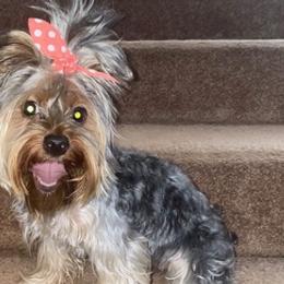 Yorkshire Terriers from Yummy Yorkies