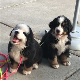 Bernese Mountain Dog Puppies from TOLLHAUS