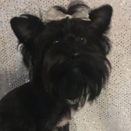 Binx - Yorkshire Terrier