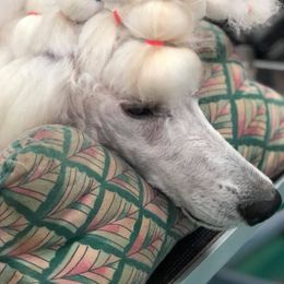 Poodle Puppies from Bonnie Weyrauch