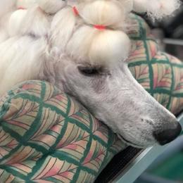 Poodle Puppies from Bonnie Weyrauch