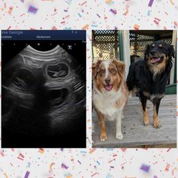 Australian Shepherd puppies from Legacy Ranch Australian Shepherds