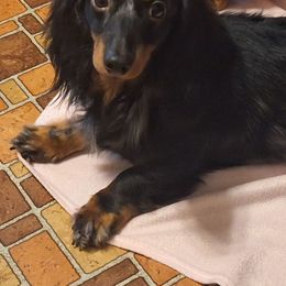 Asher - Dachshund