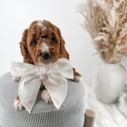 It's The Little Things- Candle Light - Red  female Goldendoodle puppy in Russell Springs, Kentucky from Milk & Honey Doodles