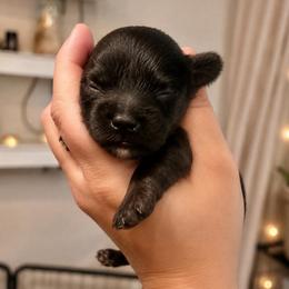 Anastasia - Black female Havapoo puppy in Traverse City, Michigan from Riyem Wildflower Farms
