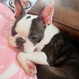 Maybel - Boston Terrier