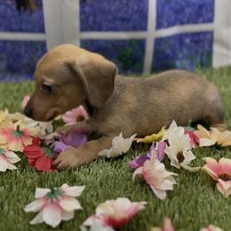 Shaded Cream Smooth Male - Cream male Dachshund puppy in Killeen, Texas from Southern Dachshunds