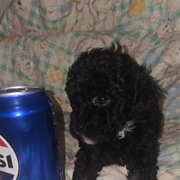 Boy 1 - Black male Poodle puppy in North Augusta, South Carolina from Tiny Paws Luxury Pets