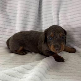 Nico - Blue and tan male Dachshund puppy in Hillsville, Virginia from Bonderosa Kennels