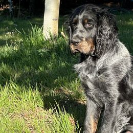 Moose - English Springer Spaniel