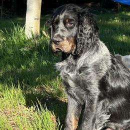 Moose - English Springer Spaniel