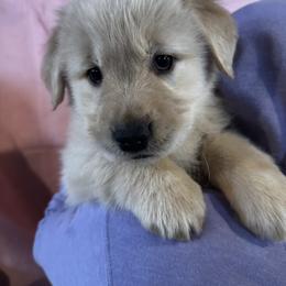 Sugarplum - Golden female Golden Retriever puppy in Indiana County, Pennsylvania from Liberty's Legacy Goldens