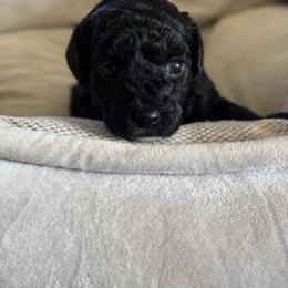 Poodle puppies from RomLein Poodle