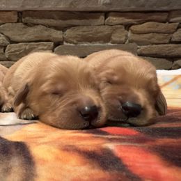 Boy 4 - Dark golden male Golden Retriever puppy in Albemarle, North Carolina from Companion Goldens of the Carolinas