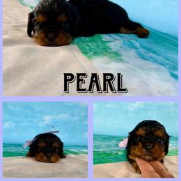 Pearl - Black and tan female Cavalier King Charles Spaniel puppy in De Pere, Wisconsin from Rose Garden Kennels