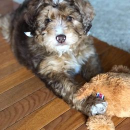 Aussiedoodle and Australian Shepherd Puppies from Homestead Aussies & Doodles