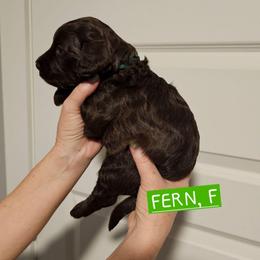 Fern, Green collar - Brown female Cockapoo puppy in Pell City, Alabama from FurEver Young Kennels