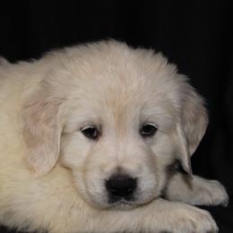 Peach - Dark golden female Golden Retriever puppy in Auora, Colorado from Grace Skye Goldens