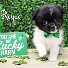 Royce - Black male Mi-Ki puppy in Elizabeth, Colorado from Royal T Mi-Kis