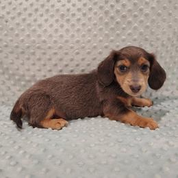 Puppy 1 - Blue and tan female Dachshund puppy in Krum, Texas from Dots N Spots Dachshunds
