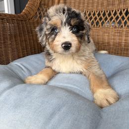 Diamond - Blue merle female Aussiedoodle puppy in Rochester, Massachusetts from Harmony Hill Doodles