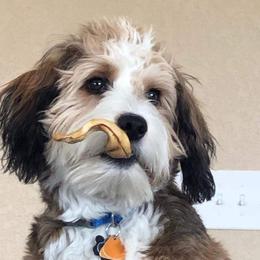 Sheepadoodle and Aussiedoodle All Grown Up from Masterpiece on the Mississippi Doodles