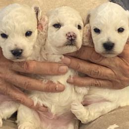 Puppy - White male Bichon Frise puppy in Greenville, South Carolina from Almaza Bichons