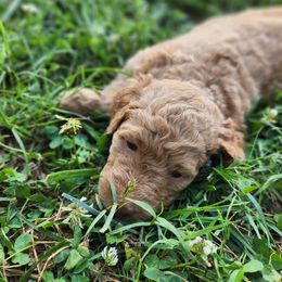 Goldendoodle Puppies from Hadie's Doodles