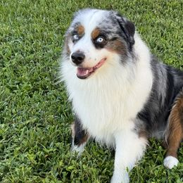 Miniature American Shepherds from Lightning's Legacy