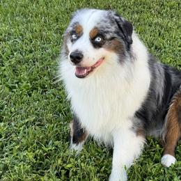 Miniature American Shepherds from Lightning's Legacy
