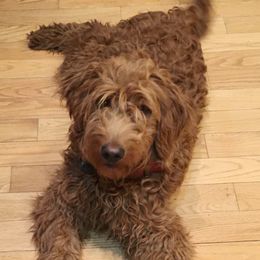 Stella - Goldendoodle