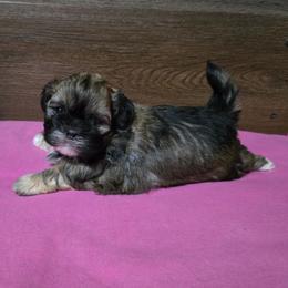 Girl 1 - Brindle female Shih Tzu puppy in Meadows Of Dan, Virginia from Walt’s Shih Tzus