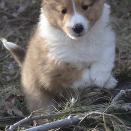 Shetland Sheepdog Puppies from Sunny Shelties