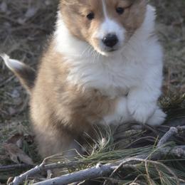 Shetland Sheepdog Puppies from Sunny Shelties
